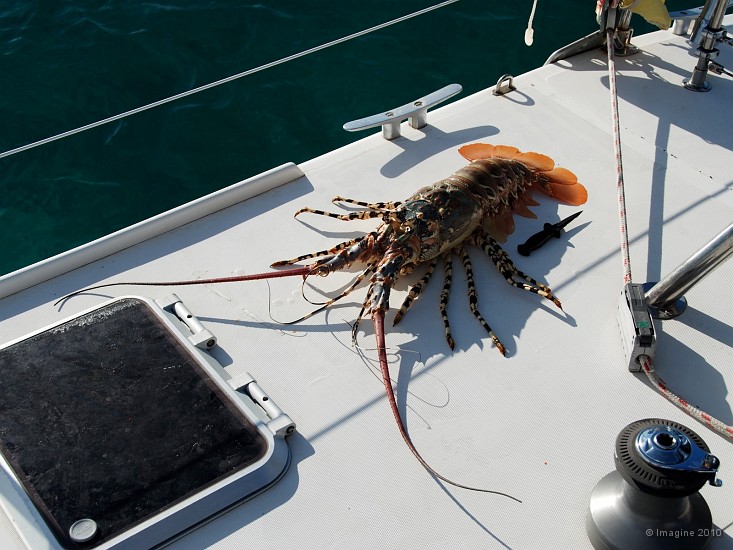 92- Une langouste porcelaine de 5kg.JPG
